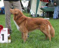 One or two long walks or a fenced in back yard. Nova Scotia Duck Tolling Retriever Kurzbeschreibung Deutscher Retriever Club E V