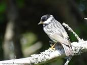 Maine Birding Field Notes | Trip Reports, Essays, Rare Bird ...