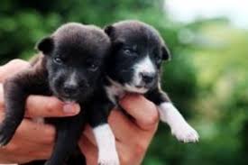 There are some adorable french bulldogs and mini french bulldogs out there that need homes and loving care. Join The Recycled Love Dog Rescue Foster Family Recycled Love Dog Rescue Saving The Lives Of Dogs In Southern California Including Los Angeles Orange County Inland Empire Riverside And San Diego