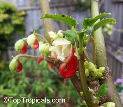Image result for Impatiens niamniamensis