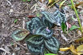 Image result for Kaempferia