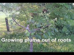 Maybe you would like to learn more about one of these? Easy Way Growing Plum Trees Out Of Roots Youtube