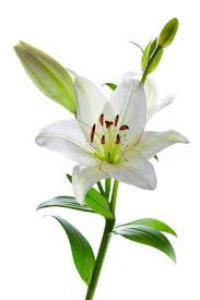 Awake Der Lilienzyklus Weisse Lilien Christine Salopek Lilien Blumen Weisse Lilien Lilien