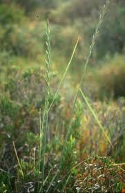 Image result for Phacelurus