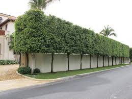 Hedges And Crabs Palm Beach 112 Vivian Reiss The Joy Of Life Backyard Landscaping Privacy Landscaping Backyard