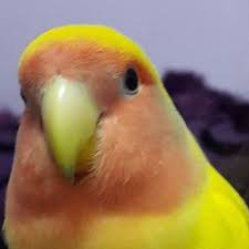 Baby birds that are beginning to leave the nest are called 'fledglings'. Bathing Tips For Lovebirds Pethelpful