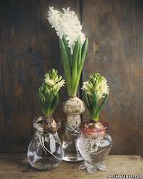 We did not find results for: Forcing Hyacinths Martha Stewart