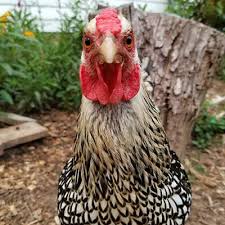 Ask questions and get answers from people sharing their experience with treatment. 15 Fun Facts About Chickens Carolina Coops
