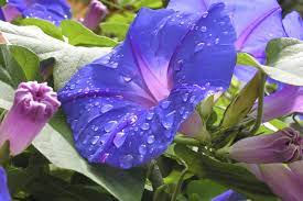 What Is The Meaning Of The Morning Glory Flower Morning Glory Flower Flower Jigsaw Puzzles Morning Glory Flowers