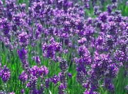 Buy English Lavender Hedge Plants (Lavender Vera)