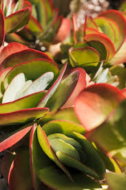 So, how do you pot a cactus? Free Photo Unique Colorful Flapjack Cactus Or Paddle Plant Kalanchoe Luciae