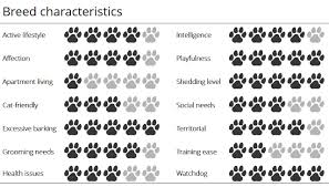 meet the breed norwegian elkhound sheknows