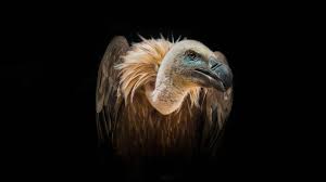 Bird Vulture Wild African Birds Feeding With Extinct Animals Desktop Hd Wallpapers For Mob In 2021 Hd Wallpapers For Mobile Wallpapers For Mobile Phones Bird Wallpaper