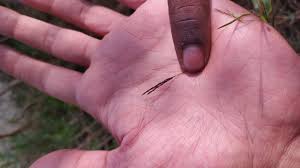 Image result for Arthraxon micans