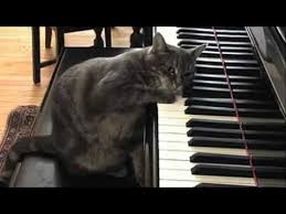 Piyano Calan Kedi Youtube