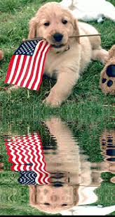 Animated Animals Animated Graphics Beautiful Animals Keefers Patriotic Puppy Patriotic Pets Animated Animals