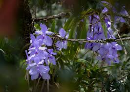 Image result for Vanda coerulea