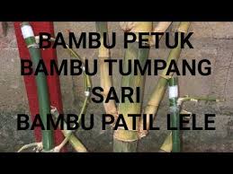 5 jenis bambu bertuah beserta kesaktiannya. Bambu Petuk Bambu Patil Lele Dan Bambu Tumpang Sari Apa Itu Youtube