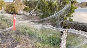 Selenotypus plumipes, australian featherleg spider. Australia S Victoria Covered In Giant Spider Webs After Flooding See Photos Video World News