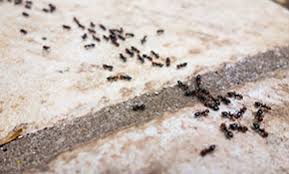 .in farmington hills & southeast mi pest removal, for all of your mosquito and pest control needs contact cjb pest control services today hills mi is brought to you by cjb pest and mosquito control you leader in farmington hills & southeast mi pest removal, for all of your mosquito and. Cjb Pest Mosquito Control Reviews Farmington Hills Mi Angi