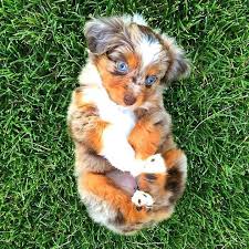 Maybe you would like to learn more about one of these? Australian Shepherd Puppies Colorado For Sale The Y Guide