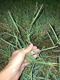 Image result for Panicum repens