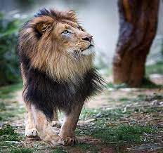 Royal Stroll Strong Hunter Africa Plains Tree Gold With Black Mane Young Male Lion Animals Animals Wild Pet Birds