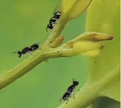 Image result for Lepidagathis eriocephala