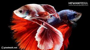 Seperti keterangan di atas mudah bangat membedakan ikan cupang jantan dan betina, karena ikan cupang bukanlah ikan monoforik. Ciri Dan Cara Membedakan Ikan Cupang Jantan Dan Betina Hewanpedia