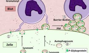Blut hirn schranke airplay @ radio ypsilon! Unbekannter Mechanismus Der Blut Hirn Schranke Entdeckt Healthcare In Europe Com