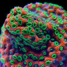 Sunset Montipora Duncan Coral Sps Coral Orange Color