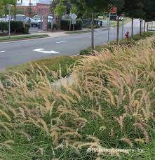 How not to resist the spectacular rich burgundy foliage, the exceptionally long arching crimson plumes or the outstanding contrast provided with the surrounding plants and flowers? Pennisetum Orientale Karley Rose Hoffman Nursery