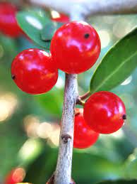 Check spelling or type a new query. Yaupon The Forgotten Texas Tree No 4 St James