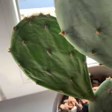 Les cactus sont souvent cultivées dans des milieux différents de leur région d'origine, le climat n'est pas le même en amérique latine et en france cause : Maladie Des Cactus Causes Traitements Et Preventions Cactus Malade