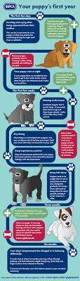 Why do puppies need so many shots? Caring For Your Puppy From 6 Weeks To 12 Months Rspca