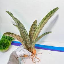 Image result for Sansevieria kirkii