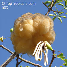 Image result for Bombax rhodognaphalon