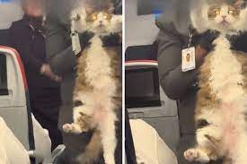 Người phụ nữ 'tàng hình' tại sân bay Mỹ là sản phẩm của AI