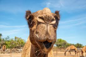 Tickling involves touching sensitive body parts, such as the stomach or armpits, to cause involuntary laughter. Our Broome Camels Broome Camel Safaris