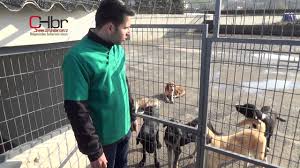 Corlu Hayvan Barinagi Youtube