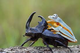 صور ماكرو جميلة للحياة البرية Frog Tree Frogs Beetle