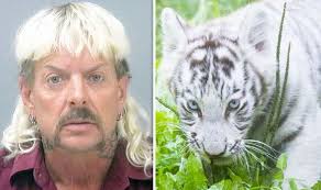 We did not find results for: Tiger King Tragedy Behind Devastating Surge In White Tigers Born In Captivity Exposed Tv Radio Showbiz Tv Express Co Uk