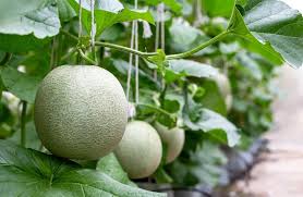 Maybe you would like to learn more about one of these? 6 Cara Budidaya Melon Dalam Polybag Atau Pot Petani Digital