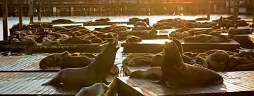 The pier 39 bay cruises. 10 Things To Do At Pier 39 San Francisco Ca