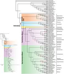 Image result for Colletoecema