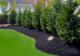 Or you can shear off the top to keep it at the height you prefer. Leyland Cypress Hedge A Perfect Privacy Screen Plantingtree