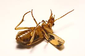 Tento brouk má ve svém zadečku skutečné dělo. Superhrdina Brouk Prskavec Se Brani Chemickou Zbrani Abicko Cz