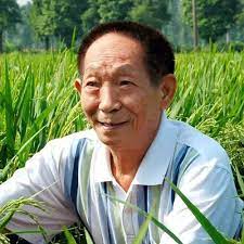 Shanghai/beijing — chinese agronomist yuan longping, who was known for developing the first hybrid rice strains, died at age 91 in the central province of hunan on saturday, the official xinhua. Yuan Longping Vli