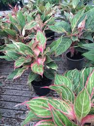 Pin Di Foliage