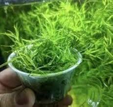 Image result for Najas graminea